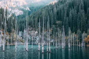 Píceas ahogadas del lago Kaindy