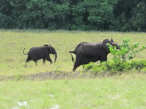 Elephant and Calf, Loango National Park