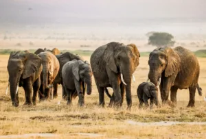 Elephant Herd in Kajiado County