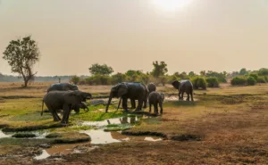 Elephants at a Waterhole, South Luangwa