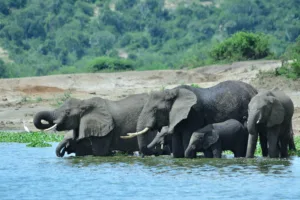 Elephants Bathing, Queen Elizabeth National Park