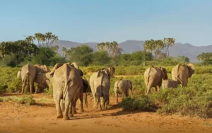 Elephants by the River in Samburu