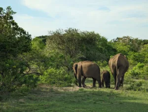 Elephants in Yala National Park