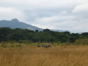 Elephants on the Savanna, Lopé National Park