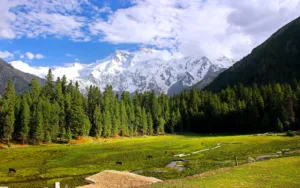 Fairy Meadows below Nanga Parbat