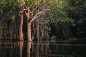 Flooded Forest near Manaus