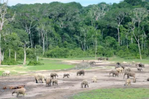 Forest Elephants at Dzanga Bai