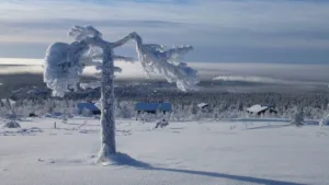 Árbol escarchado en Saariselkä, Laponia
