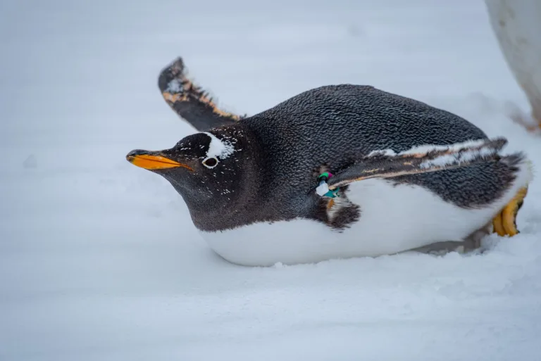 Pingüino papúa descansando en la nieve