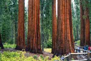 Giant Sequoia Trunks, Sequoia National Park