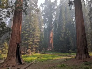 Secuoyas gigantes junto a una pradera, Parque Nacional de las Secuoyas