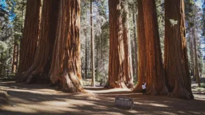 Giant Sequoias in Mariposa Grove, Yosemite