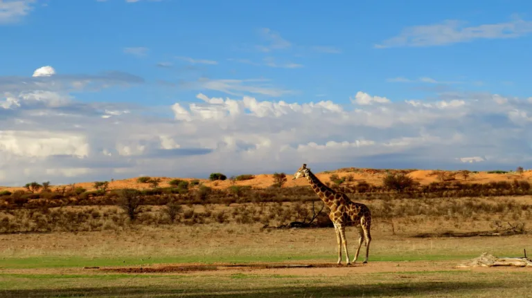 Giraffe in the Kalahari, South Africa