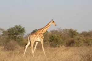 Jirafa en el Parque Nacional de Zakouma