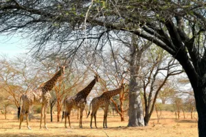 Giraffes in the Bandia Reserve