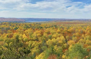 Golden Forest of Algonquin Park in Autumn