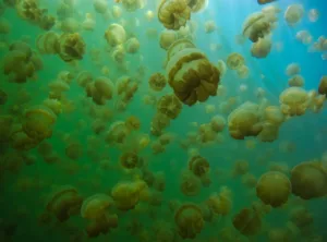 Golden Jellyfish in Jellyfish Lake, Eil Malk
