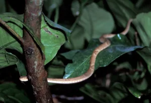 Golden Lancehead Climbing Through the Leaves, Snake Island