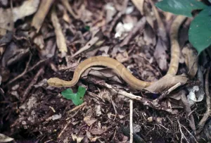 Cabeza de lanza dorada entre la hojarasca, Isla de las Serpientes