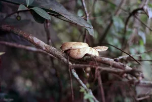 Golden Lancehead on a Branch, Snake Island