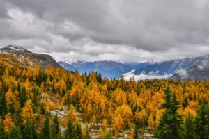 Alerces dorados en el parque nacional Banff