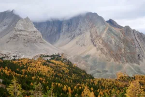 Alerces dorados en la cresta de Pocaterra, Kananaskis