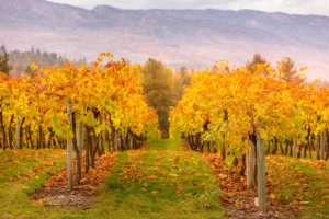Golden Vineyard in Autumn, Kelowna