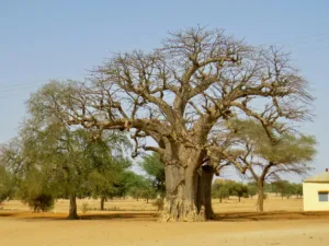Great Baobab at Ndem