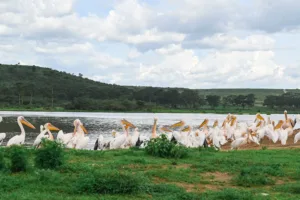Great White Pelicans by Lake Nakuru