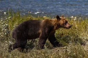 Oso grizzly en la orilla de un río, Columbia Británica