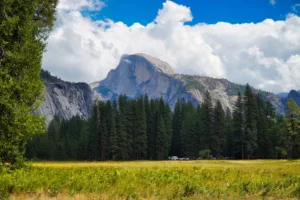 El Half Dome sobre los pinos, Yosemite