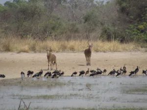 Alcéfalos en una charca, Parque Nacional de Pendjari