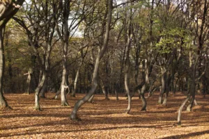 Hoia-Baciu Forest in Autumn, near Cluj-Napoca