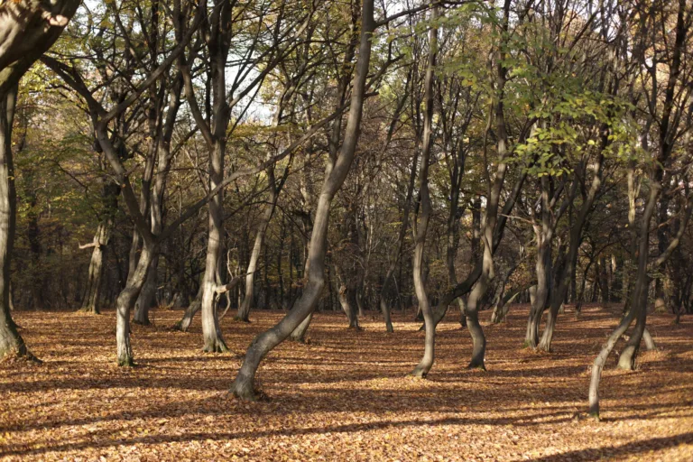 Hoia-Baciu Forest in Autumn, near Cluj-Napoca