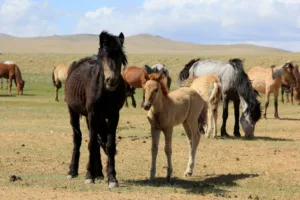 Horses Grazing in Terelj, near Ulaanbaatar
