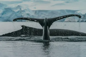 Humpback Whale Tail, Antarctica