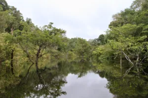 Juma River in the Amazon Rainforest