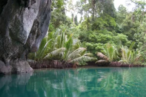 Jungle Lagoon at the Underground River, Palawan