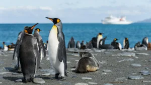 King Penguins at Gold Harbour, South Georgia