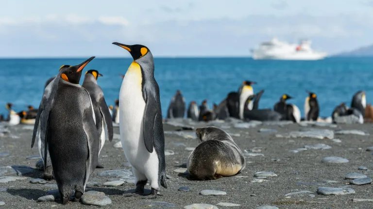 Pingüinos rey en Gold Harbour, Georgia del Sur
