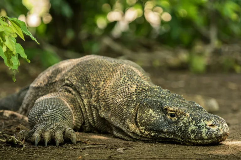 Komodo Dragon on Komodo Island