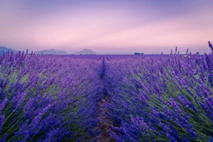 Campo de lavanda en Valensole al anochecer