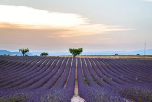 Hileras de lavanda en la meseta de Valensole