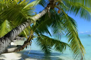Leaning Palms on a Bora Bora Beach