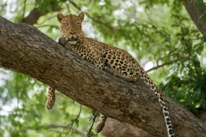 Leopard Resting in a Tree, South Luangwa