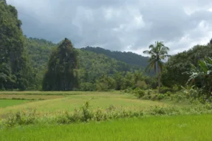 Limestone Peaks and Rice Fields near the Underground River