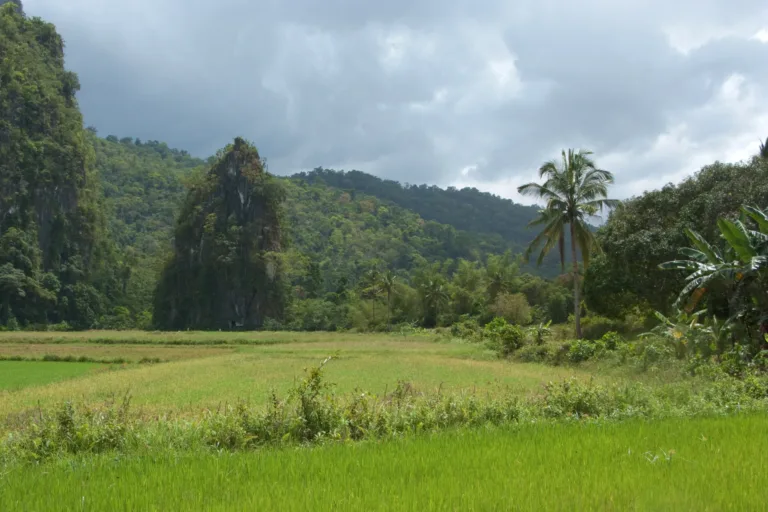 Limestone Peaks and Rice Fields near the Underground River