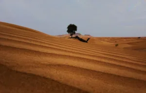 Árbol solitario en las dunas rojas de Lahbab