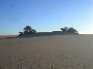 Lone Tree in the Ténéré Desert