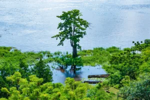 Lone Tree on the Congo River, Brazzaville
